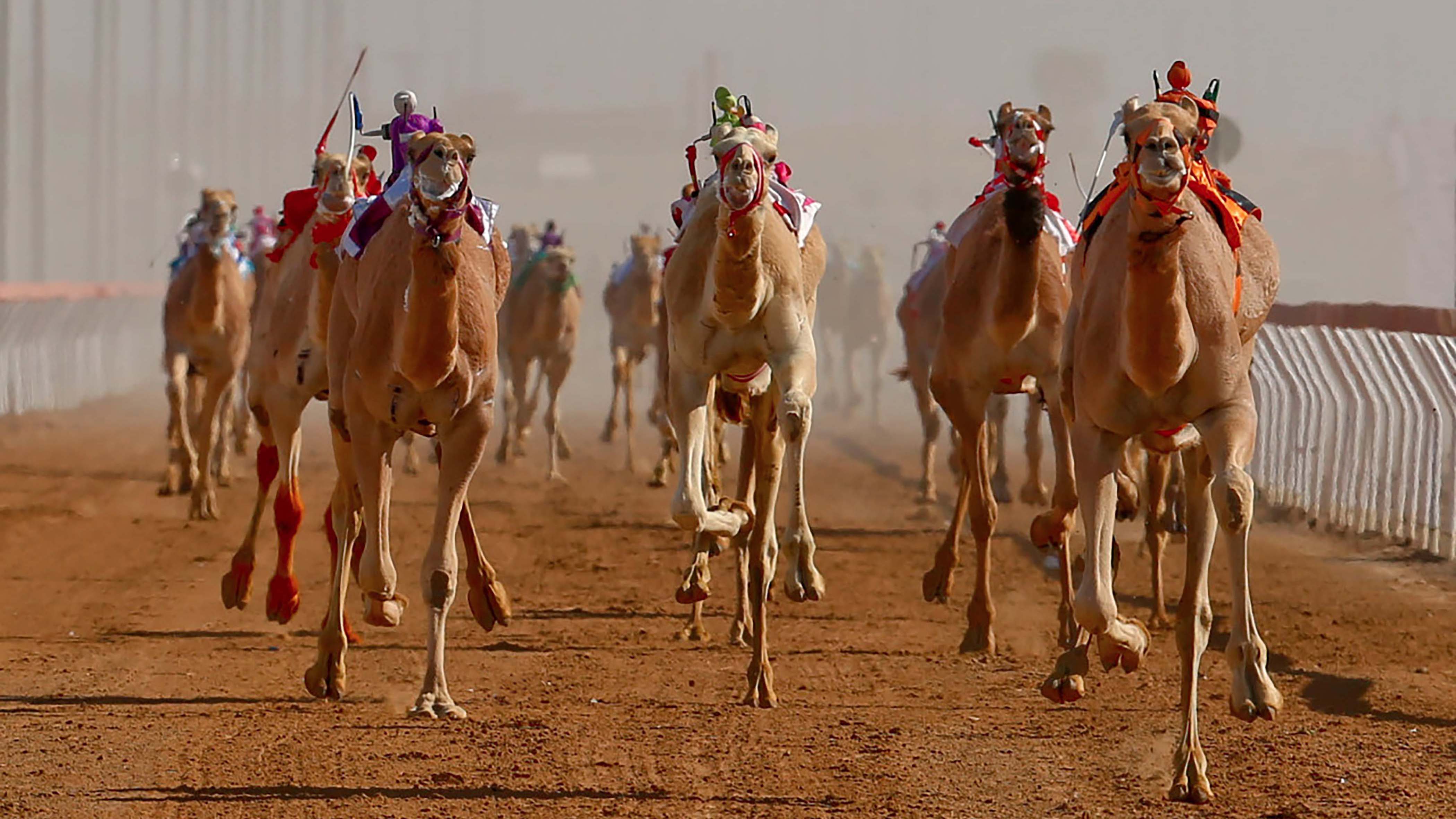 سباق الهجن في الوثبة - سباق الهجن