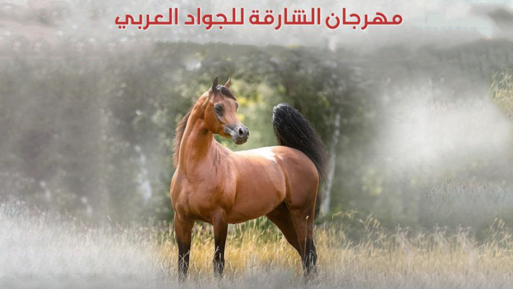 مهرجان الشارقة الدولي للجواد العربي